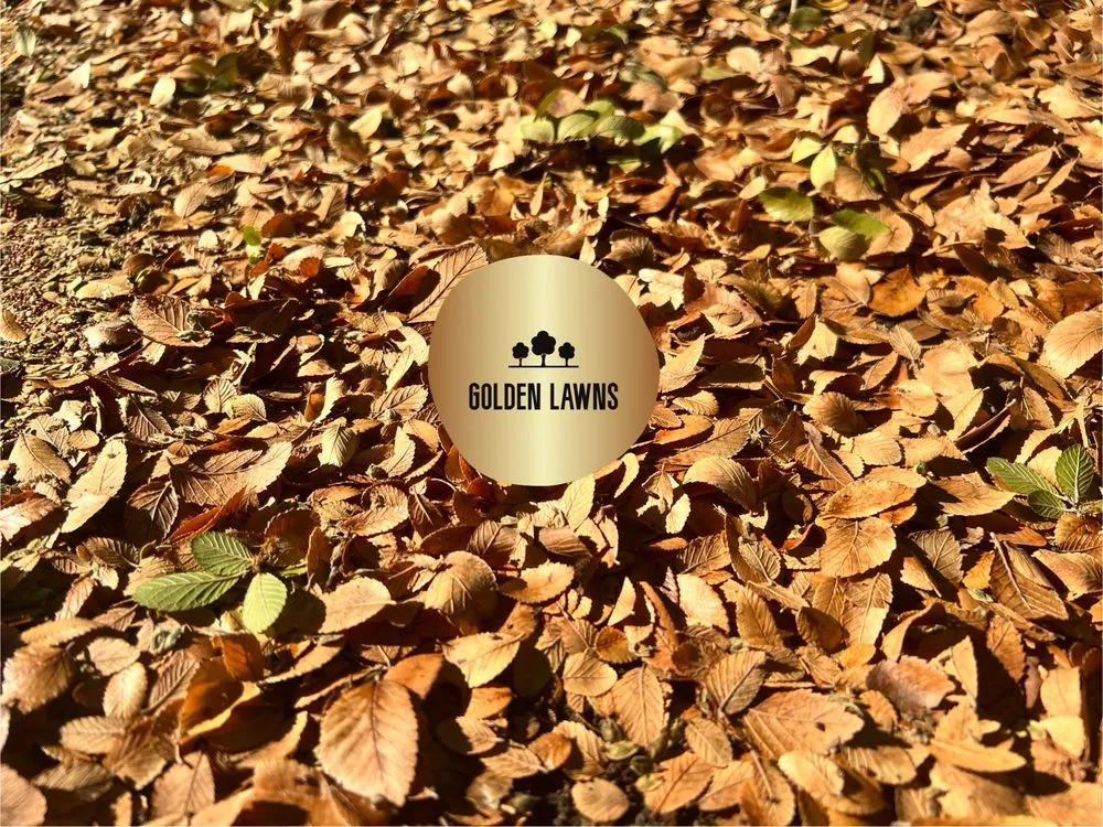 Trusted outdoor landscaping in Providence Village, TX by Golden Lawns