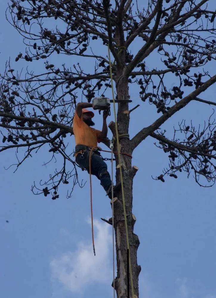 Trusted garden landscaping experts serving Orlando, FL - Golden Oak Landscape and Tree Service