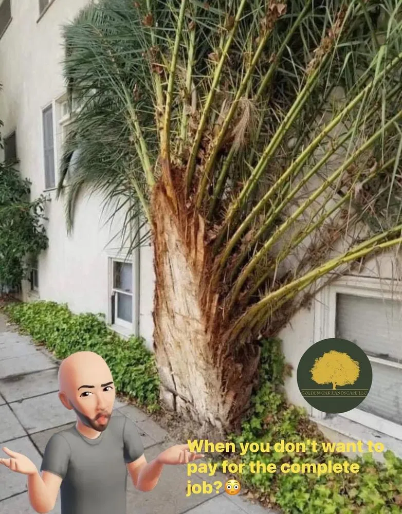 Affordable outdoor landscaping in Orlando, FL by Golden Oak Landscape and Tree Service