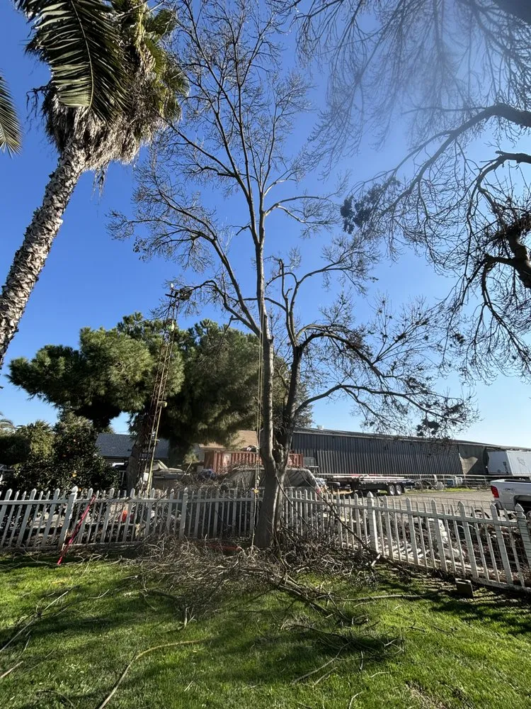 Top-rated residential landscaping experts serving Tulare, CA - Golden Oaks Lawn Care