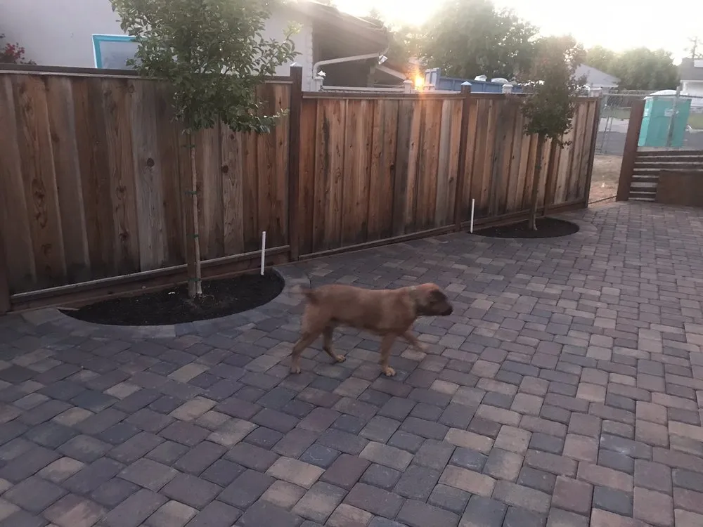 Reliable landscape installation in Danville, CA - Golden Palm Landscape