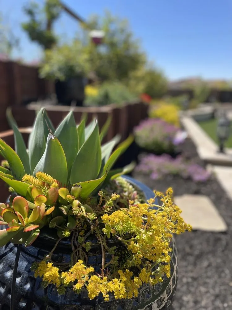 Local outdoor landscaping in Danville, CA - Golden Palm Landscape