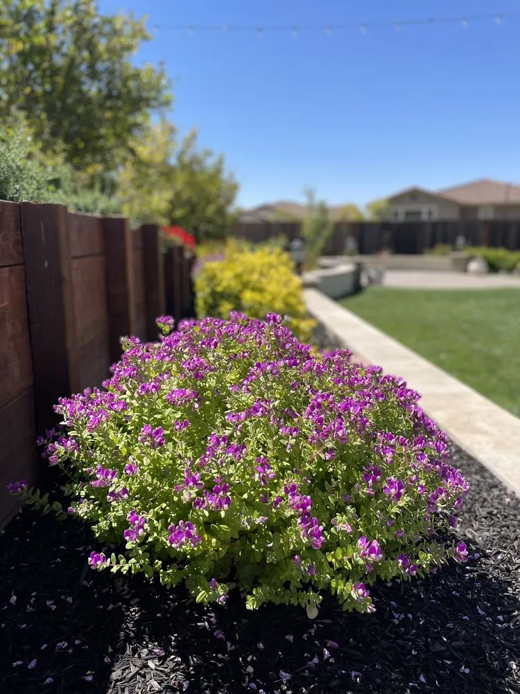 Trusted landscaping services experts serving Danville, CA - Golden Palm Landscape