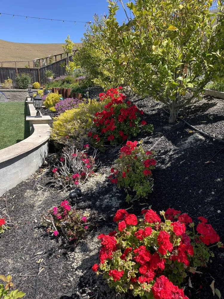 Custom yard cleanup service near you in Danville, CA by Golden Palm Landscape