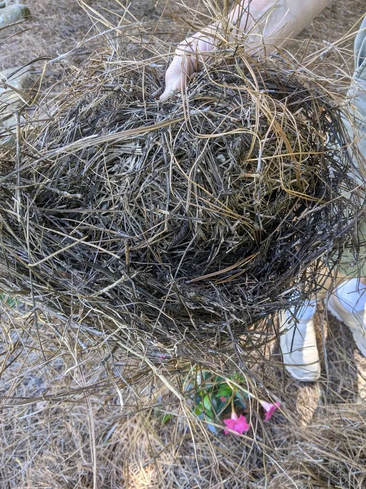 Professional outdoor landscaping in Cumming, GA by Golden Pinestraw