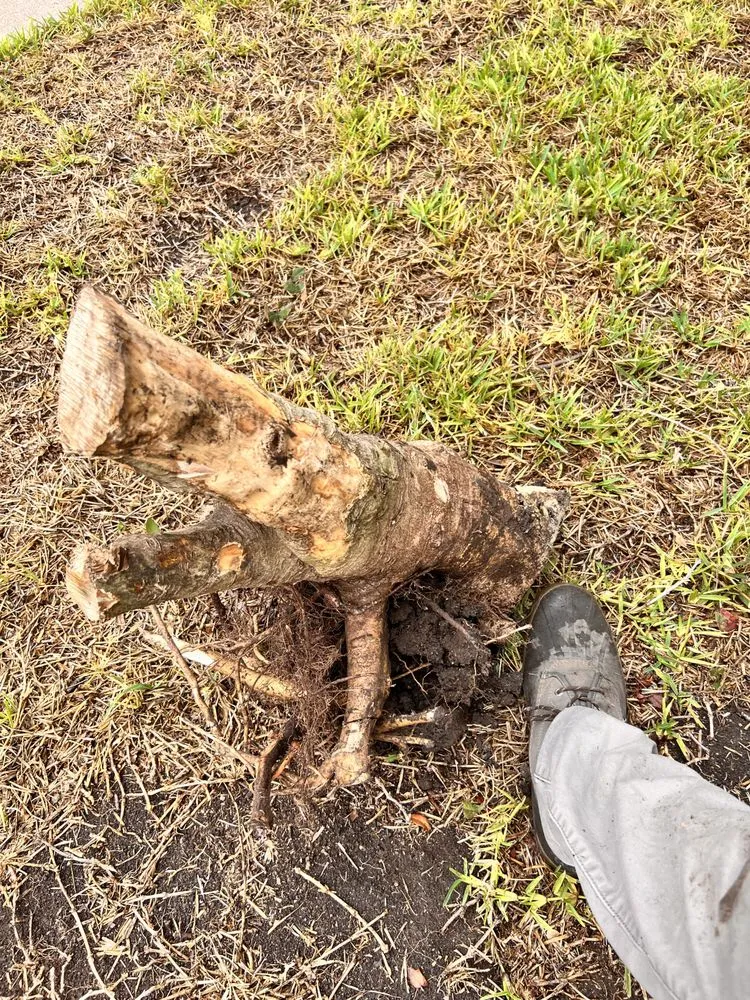 Affordable yard cleanup service in Rowlett, TX by Golden Point Landscaping