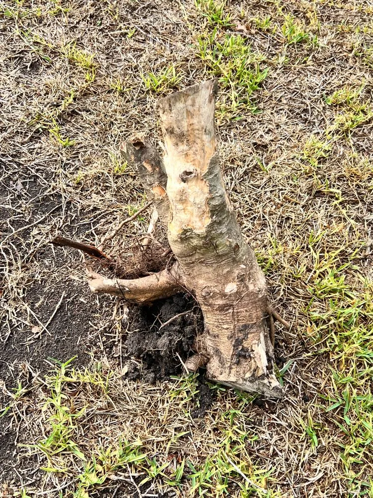 Trusted residential landscaping in Rowlett, TX by Golden Point Landscaping