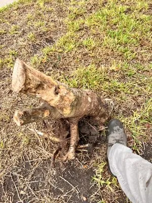 Golden Point Landscaping Logo