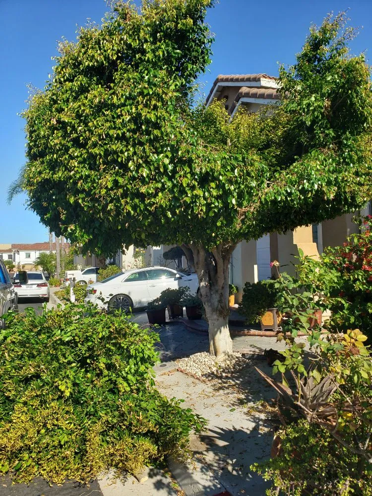 Top-rated yard maintenance in Orange, CA - Golden Ridge Landscape