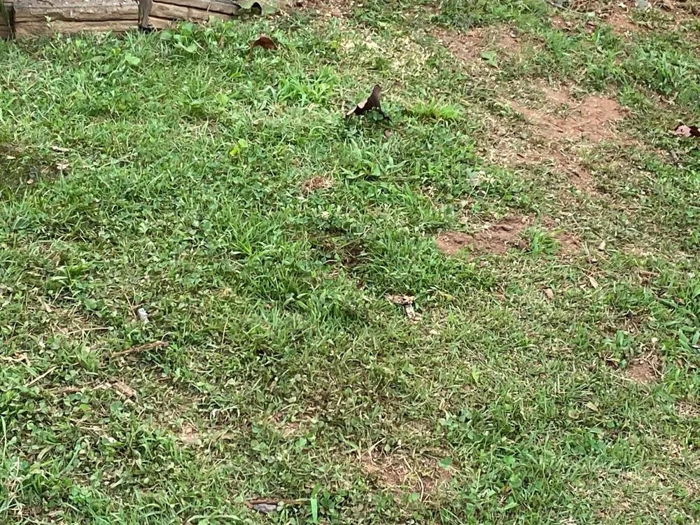 Professional lawn mowing service in Smyrna, GA by Golden Season Landscaping