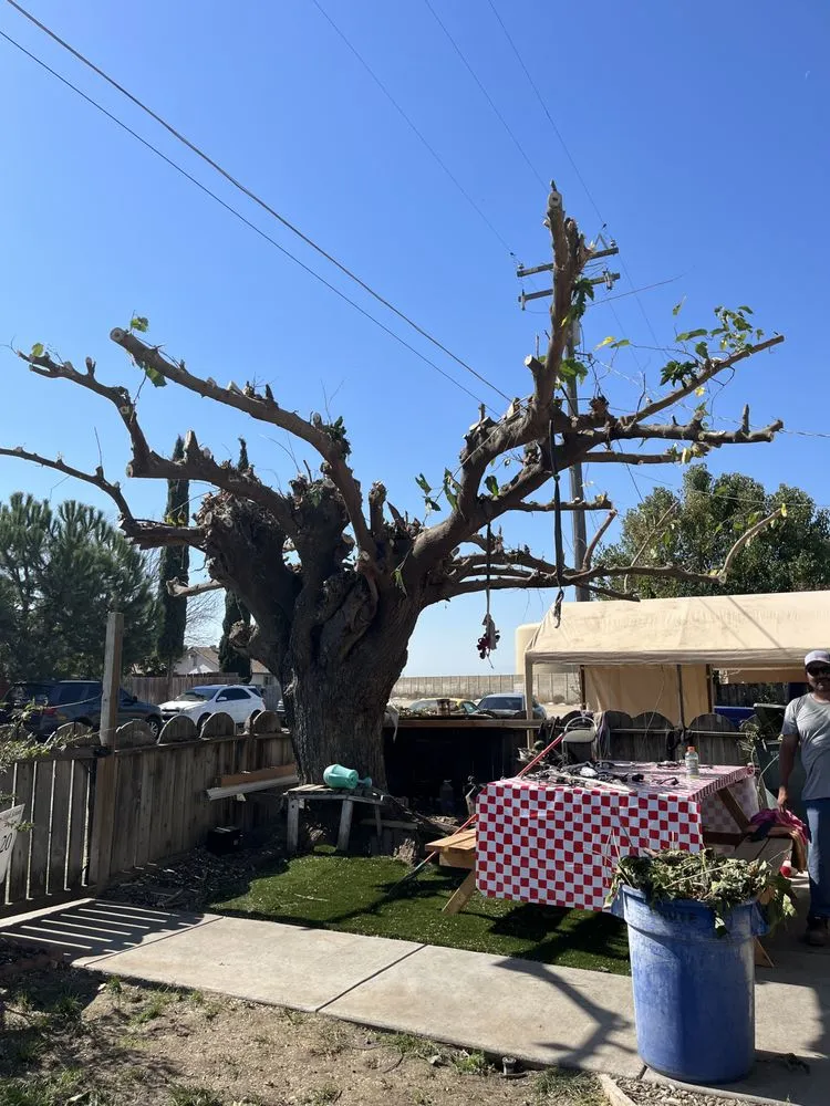 Professional landscape design in Modesto, CA - Golden Standards Landscaping