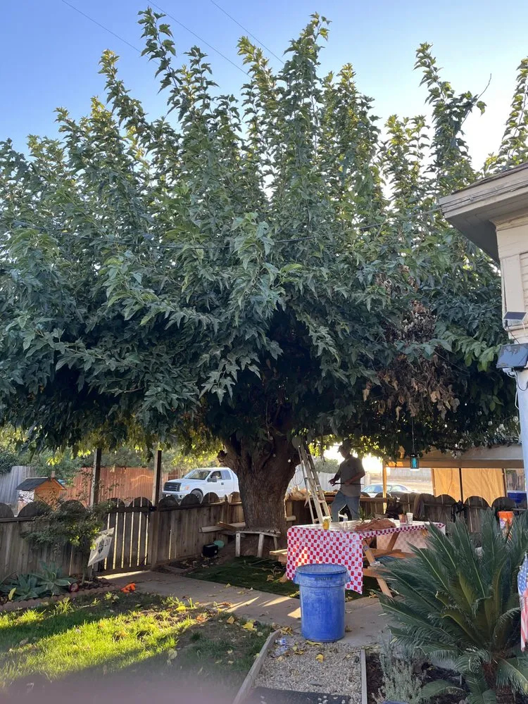 Local landscape design in Modesto, CA by Golden Standards Landscaping