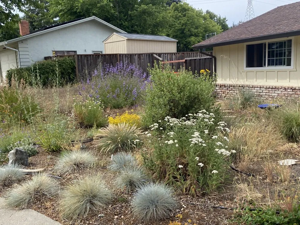 Affordable lawn care service in San Francisco, CA - Golden State Earthscaping