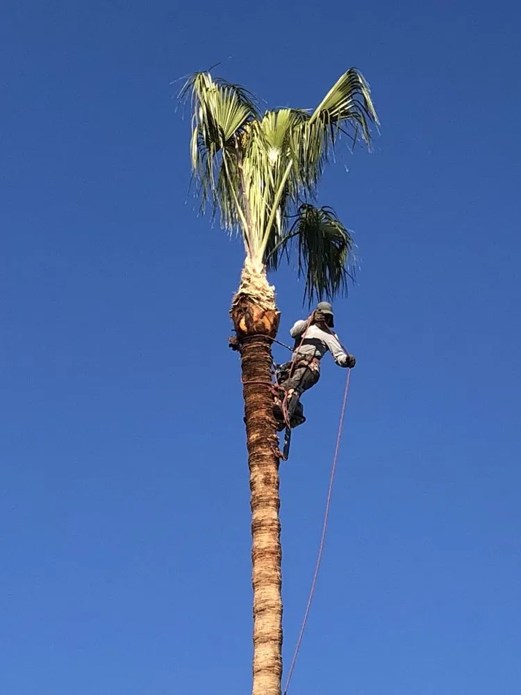 Top-rated landscape installation for outdoor upgrades across Glendora, CA - Golden State Tree Service