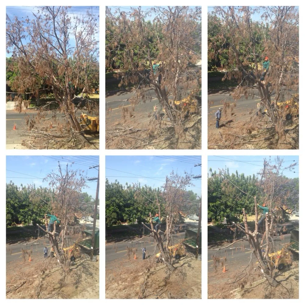 Reliable yard maintenance in Glendora, CA - Golden State Tree Service