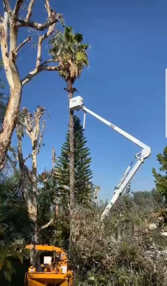 Trusted yard cleanup service in Glendora, CA by Golden State Tree Service