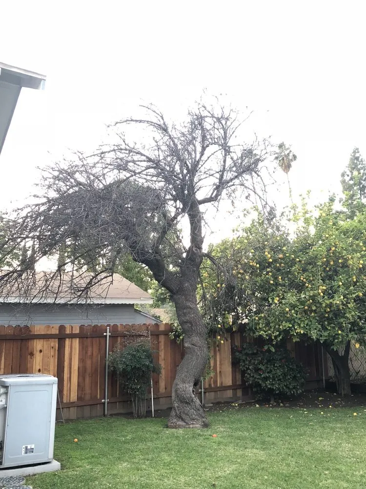 Reliable garden landscaping in Glendora, CA by Golden State Tree Service