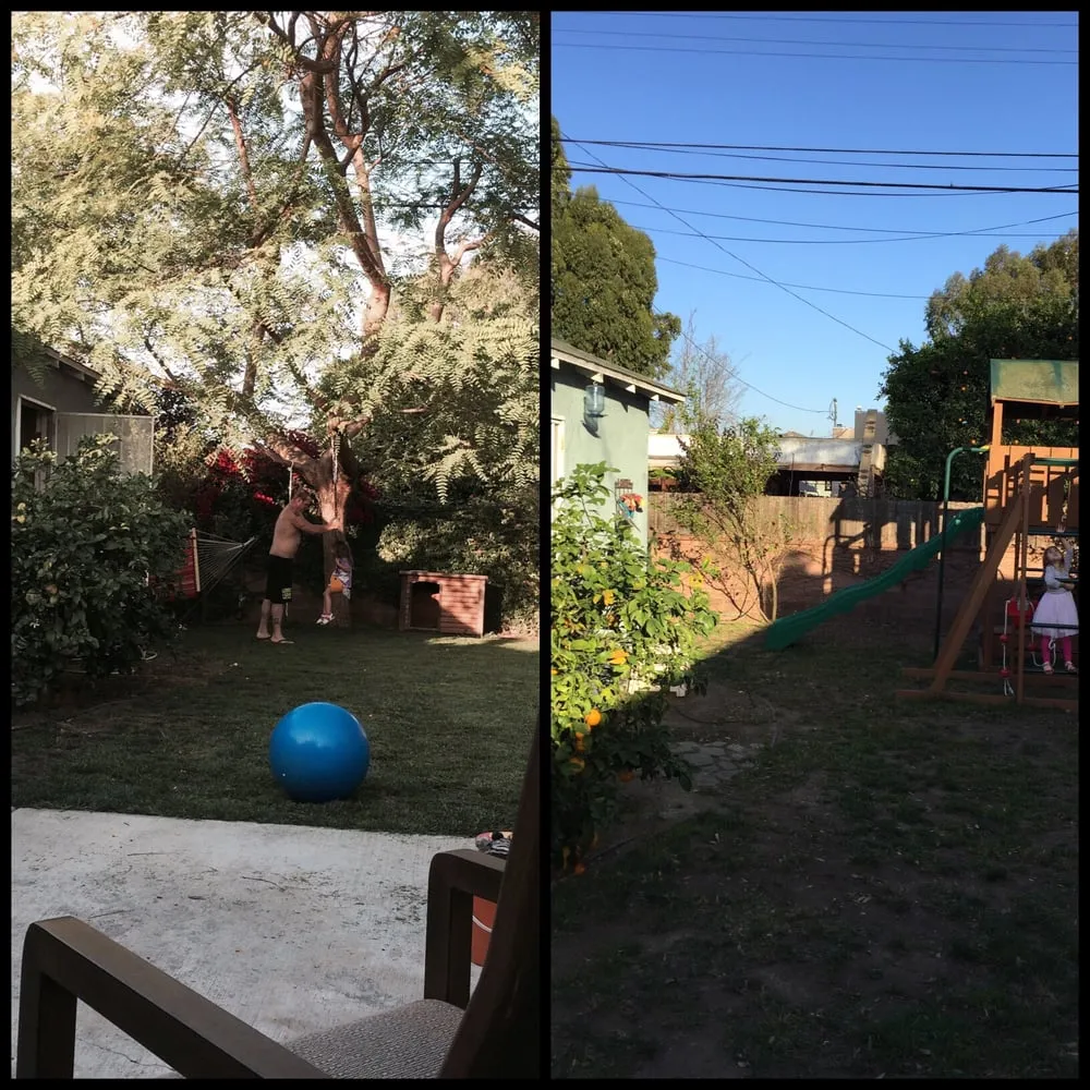 Expert yard cleanup service in Glendora, CA - Golden State Tree Service