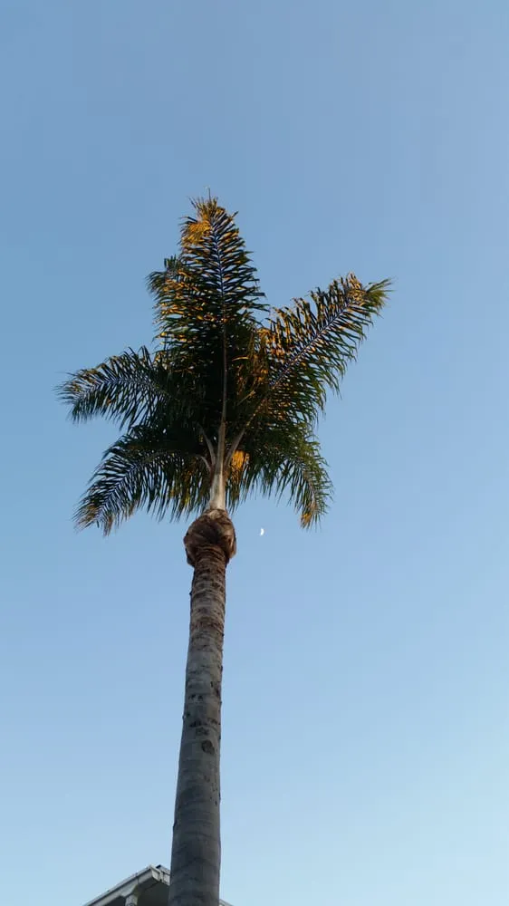 Top-rated outdoor landscaping for homes across Glendora, CA - Golden State Tree Service