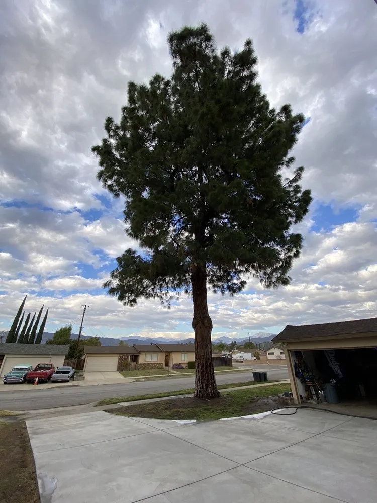 Expert landscape installation with custom design across Glendora, CA - Golden State Tree Service