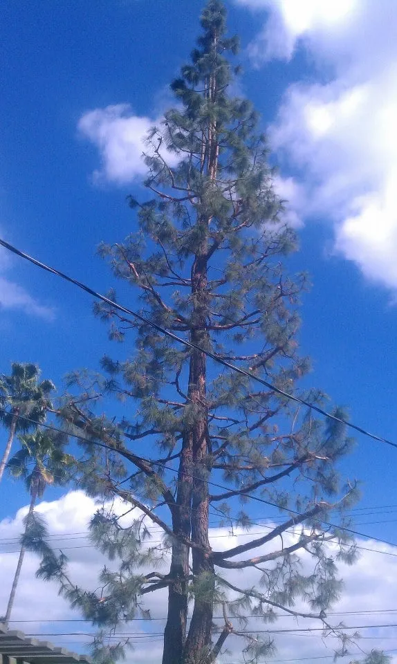 Expert outdoor landscaping in Glendora, CA by Golden State Tree Service