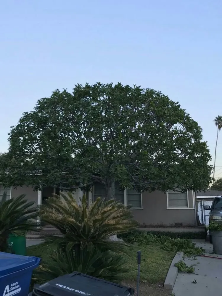 Expert landscape design in Glendora, CA by Golden State Tree Service