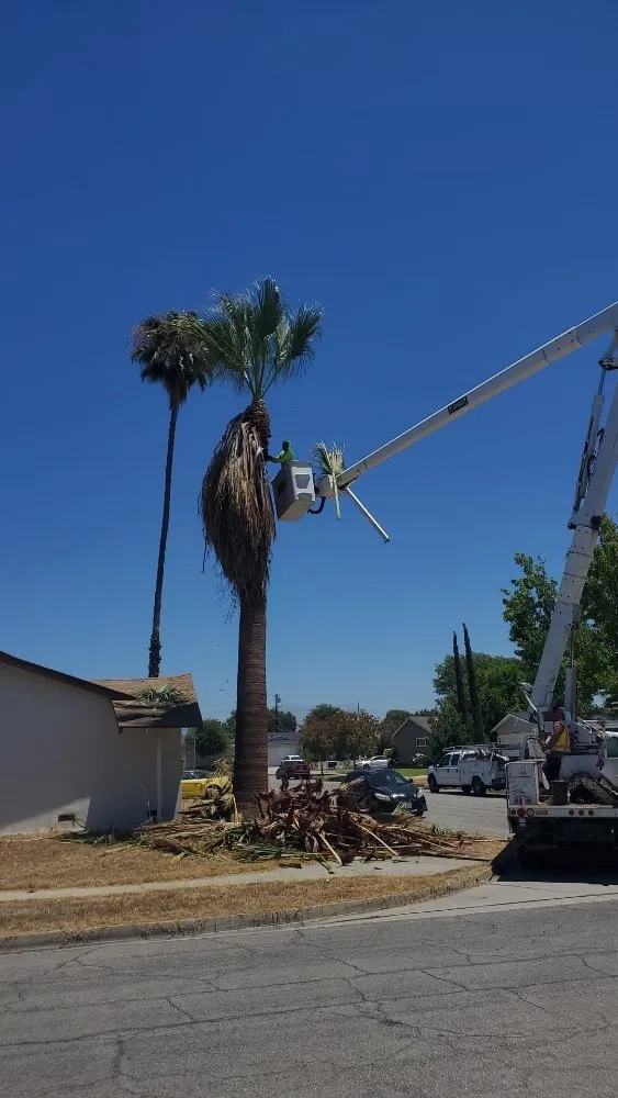 Reliable landscape design for year-round maintenance across Glendora, CA - Golden State Tree Service