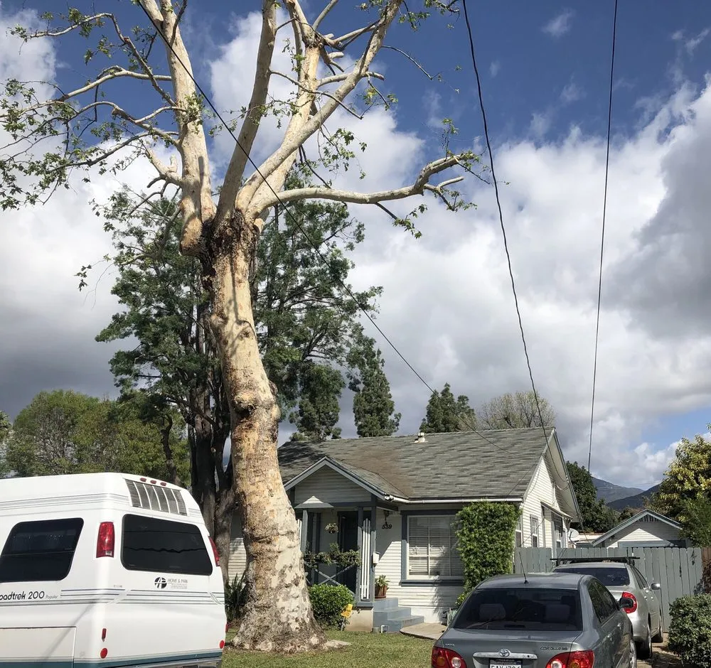 Expert yard maintenance for year-round maintenance across Glendora, CA - Golden State Tree Service