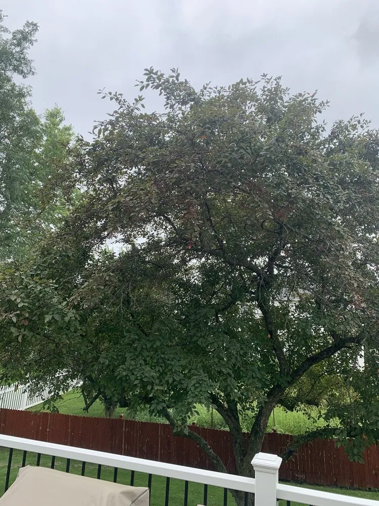 Top-rated lawn care service for residential properties across Winfield, IL - Golden Sun Landscaping