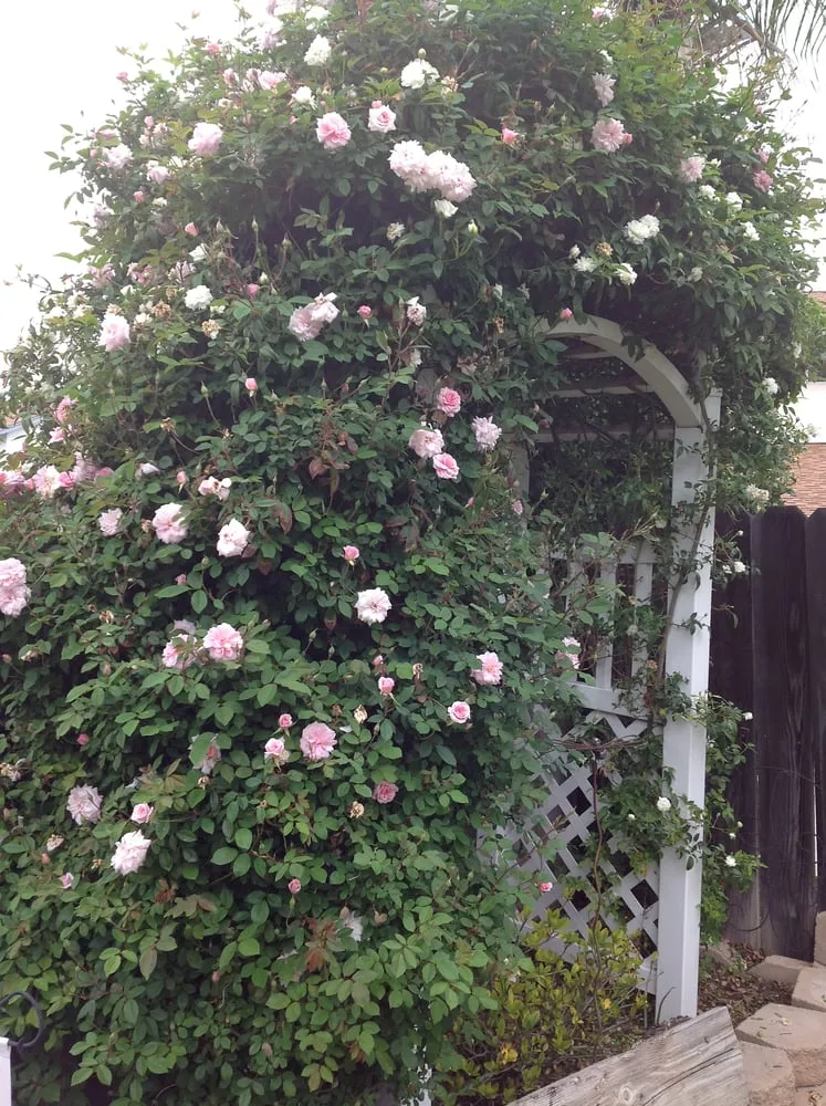 Local outdoor landscaping in Santee, CA by Golden Sunburst Landscaping