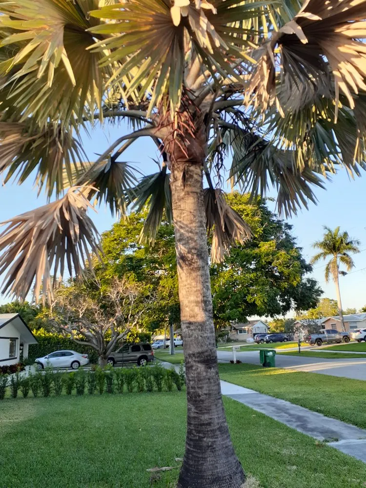 Top-rated yard maintenance experts serving MIAMI, FL - Golden Touch Lawn Care