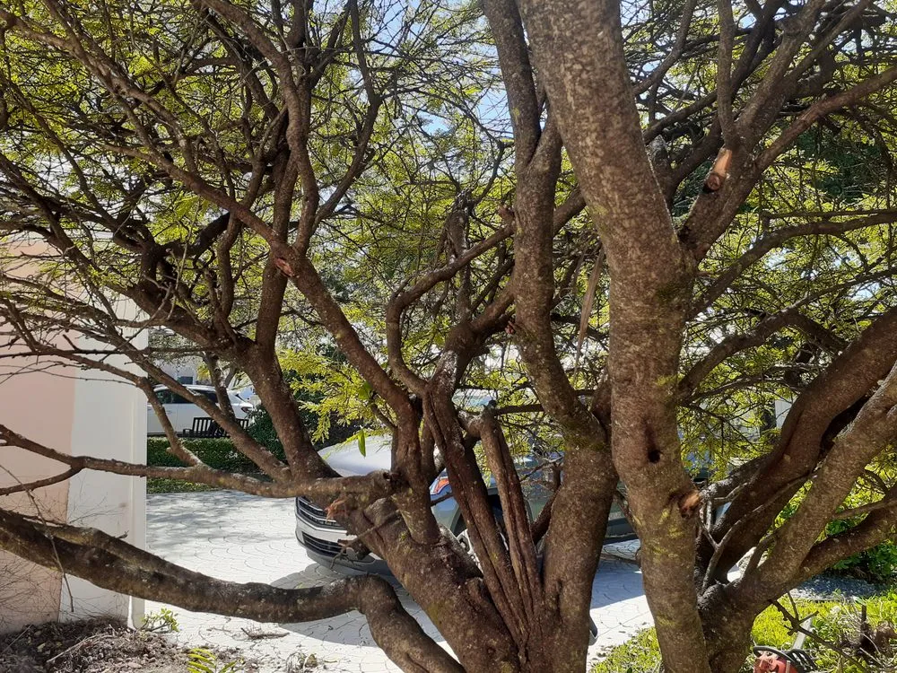 Top-rated yard cleanup service in MIAMI, FL - Golden Touch Lawn Care