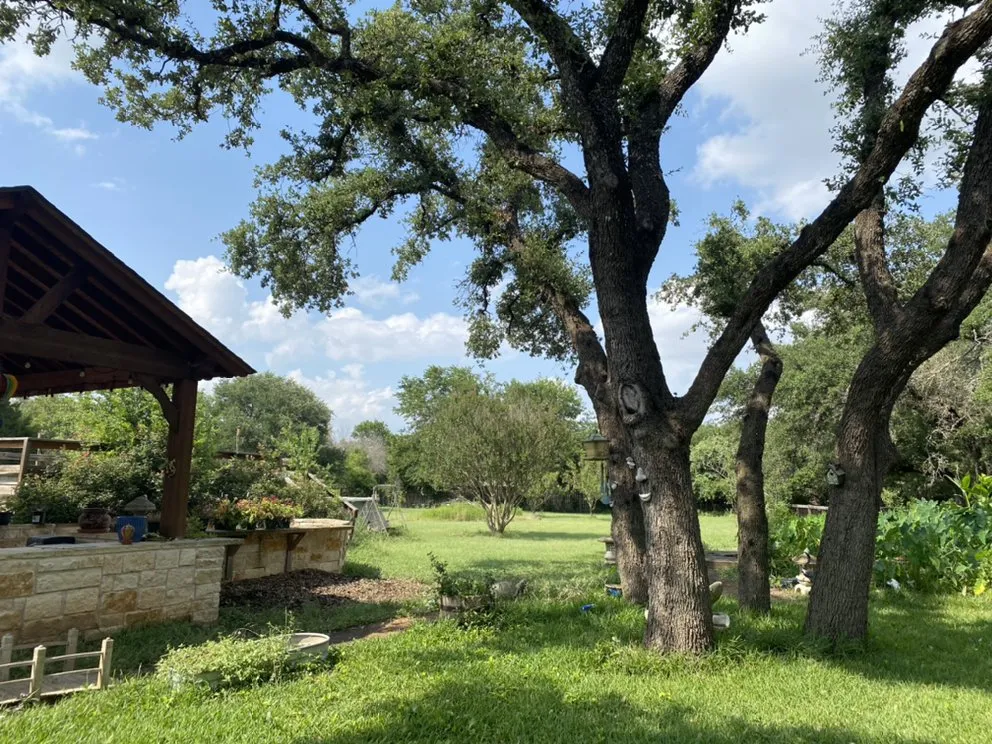 Local landscaping services for year-round maintenance in Austin, TX by Golden Tree