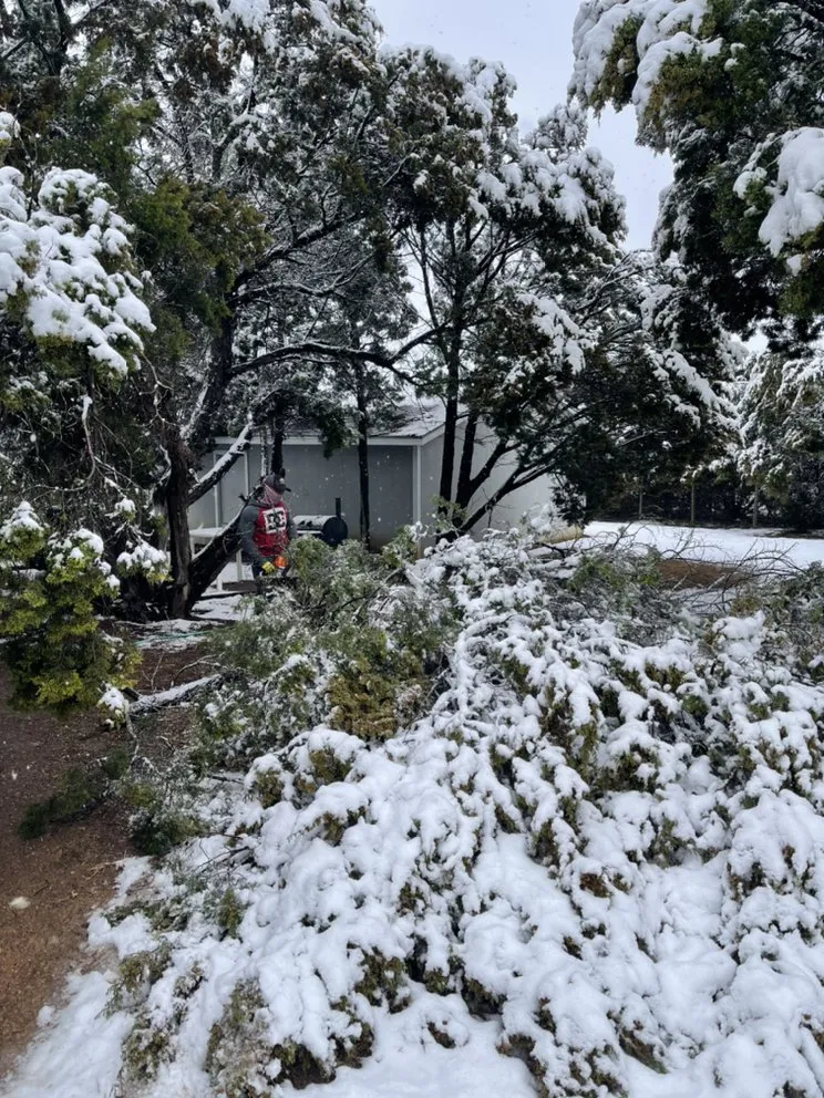 Top-rated landscape design in Austin, TX - Golden Tree