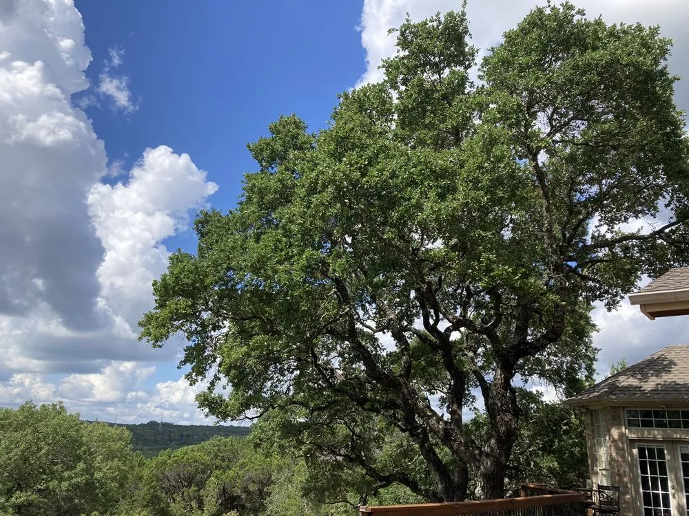 Affordable lawn care service experts serving Austin, TX - Golden Tree