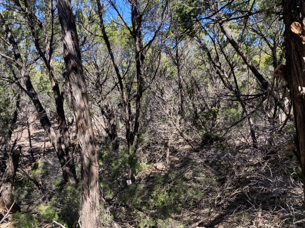 Top-rated lawn mowing service for outdoor upgrades across Austin, TX - Golden Tree