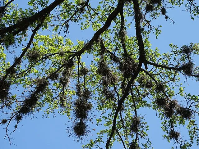 Professional yard maintenance in Austin, TX - Golden Tree