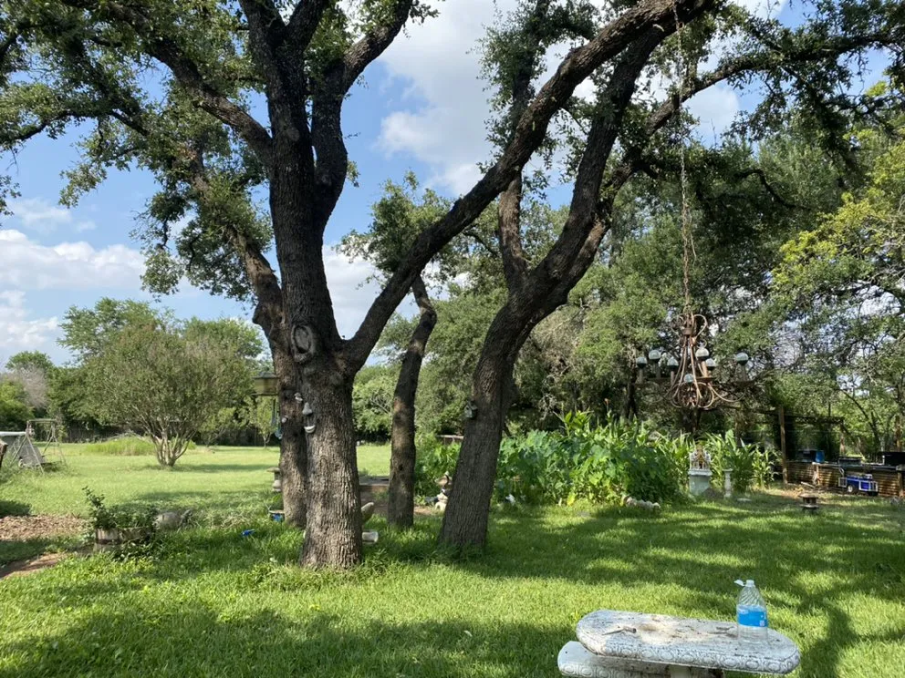 Expert garden landscaping in Austin, TX by Golden Tree