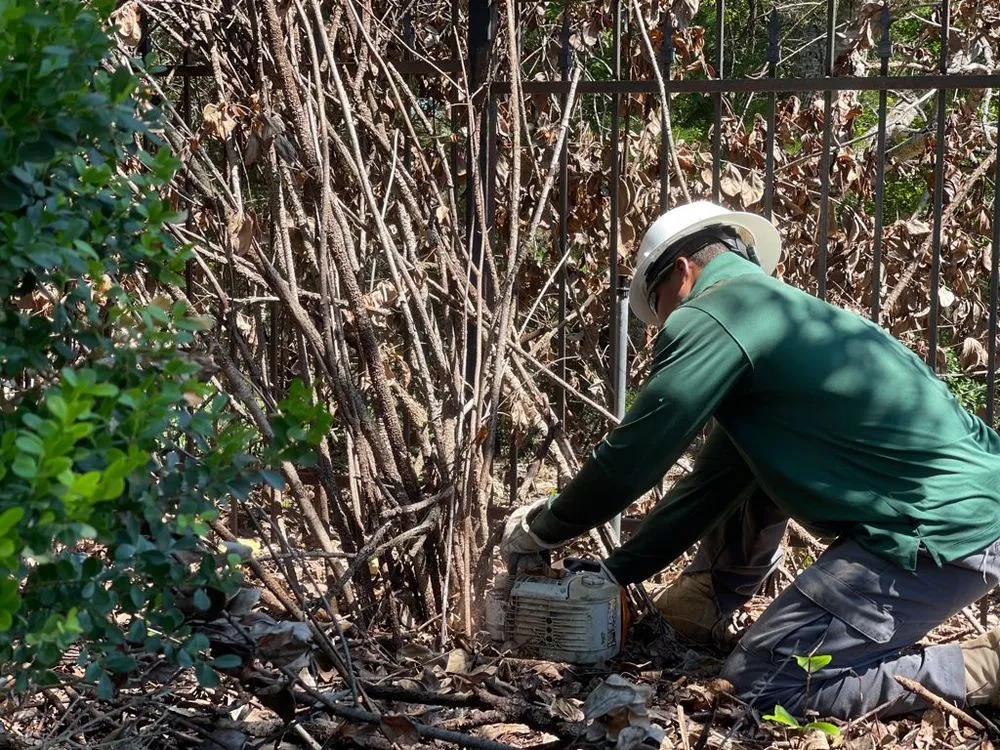 Expert garden landscaping in Austin, TX by Golden Tree