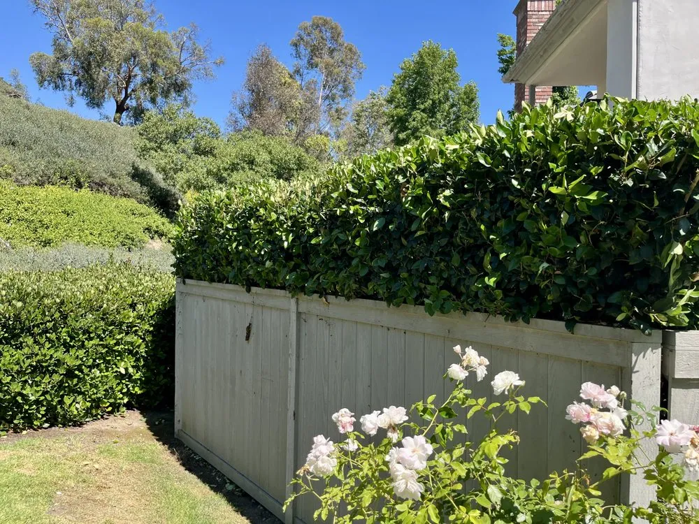 Reliable lawn care service in Santa Ana, CA - Golden Tree Care