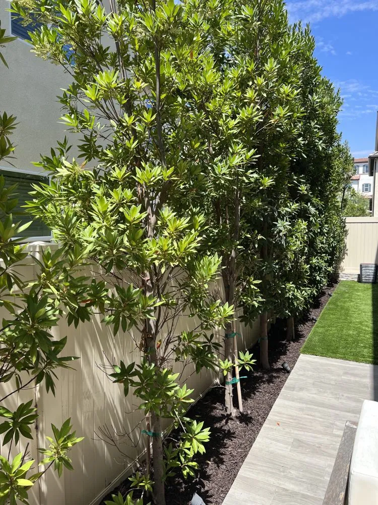 Professional yard cleanup service experts serving Santa Ana, CA - Golden Tree Care