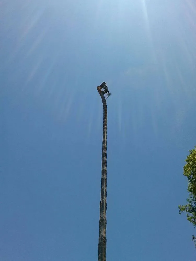 Custom lawn mowing service for year-round maintenance in Santa Ana, CA by Golden Tree Care