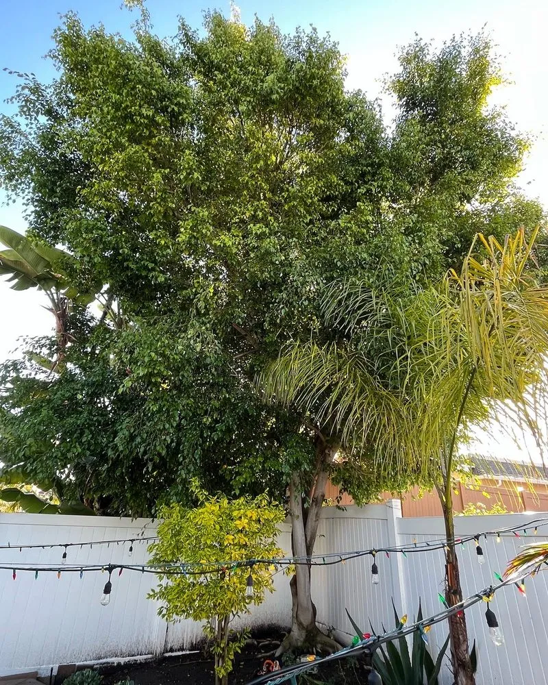 Trusted outdoor landscaping in Santa Ana, CA - Golden Tree Care