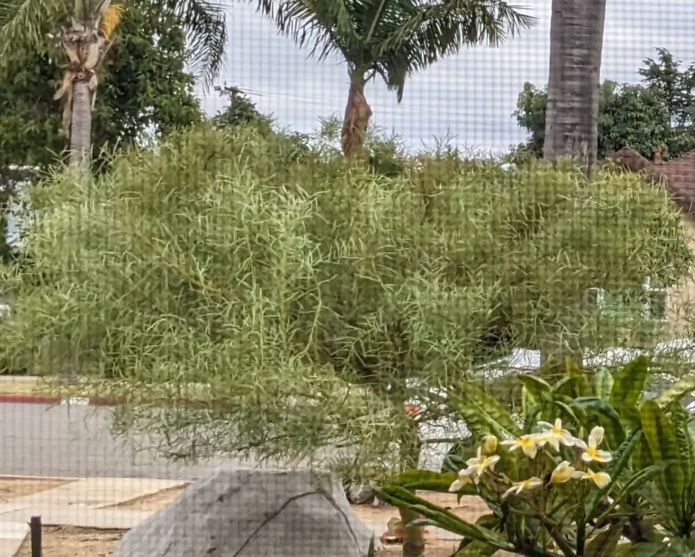 Custom outdoor landscaping in Santa Ana, CA - Golden Tree Care