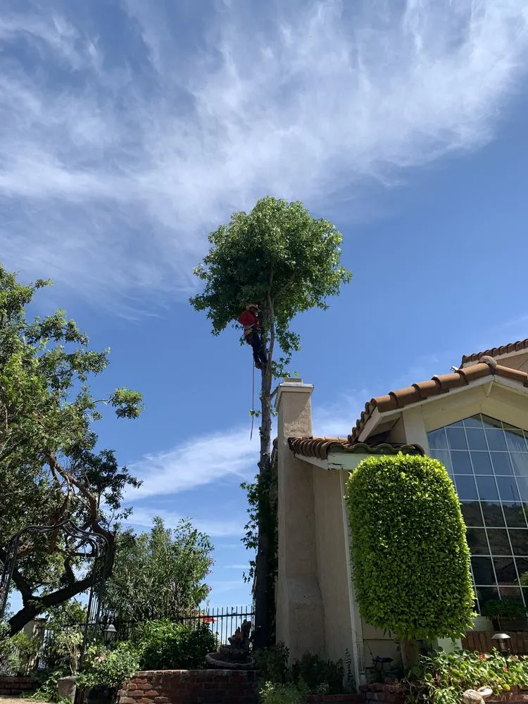 Top-rated landscape design for outdoor upgrades across Santa Ana, CA - Golden Tree Care