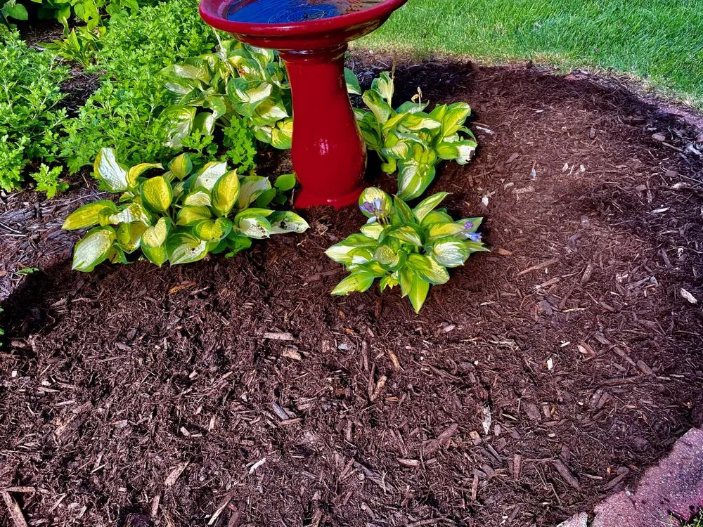 Professional yard maintenance in Coon Rapids, MN by Golden Tree Landscaping & Tree Service