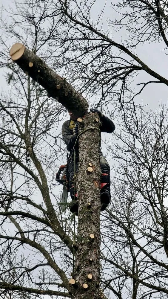 Local landscape installation experts serving Coon Rapids, MN - Golden Tree Landscaping & Tree Service