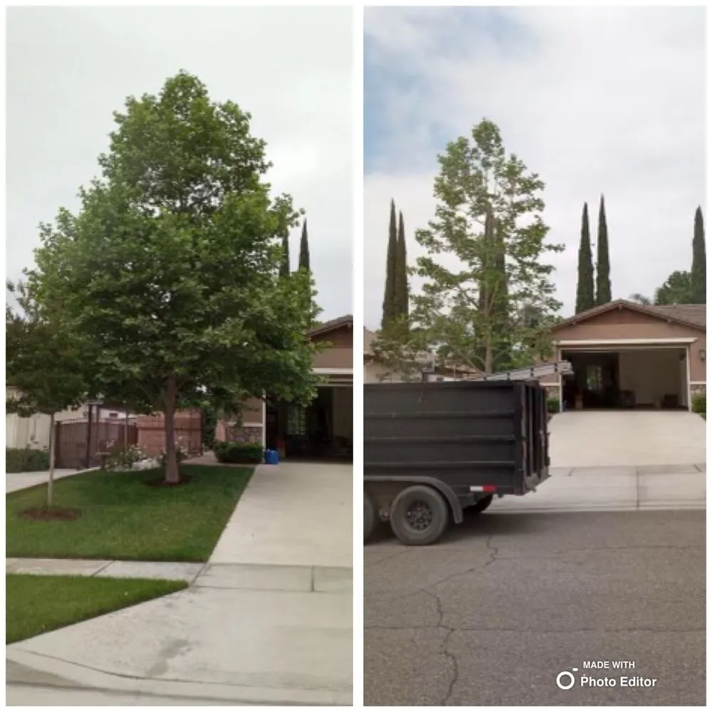 Professional landscape design in Pomona, CA - Golden Tree Service