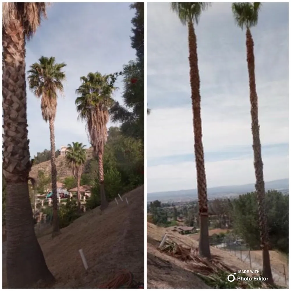 Top-rated yard maintenance in Pomona, CA by Golden Tree Service