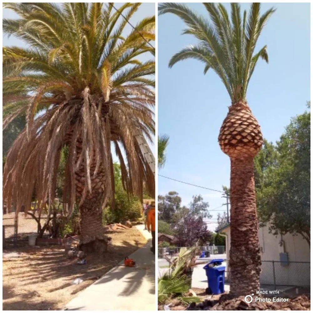 Reliable landscape installation for outdoor upgrades in Pomona, CA by Golden Tree Service